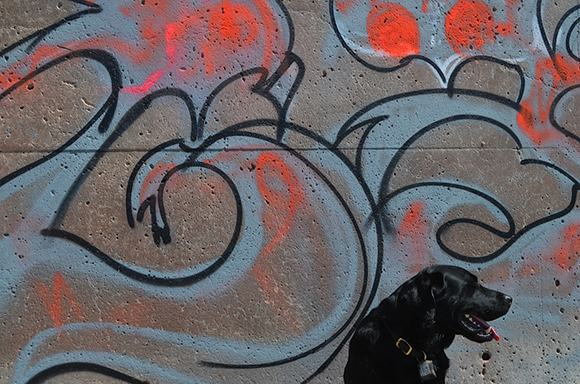 Graffiti dog Graffiti dog, black lab, graffiti wall