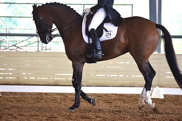 horse_show, dressage, on www.CourtneyPrice.com